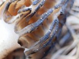 Morchella sextelata image