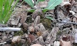 Morchella americana image