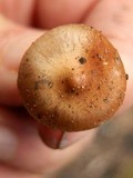Pholiota highlandensis image