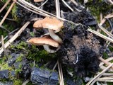 Pholiota highlandensis image
