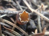 Geopyxis carbonaria image