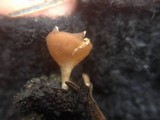 Geopyxis carbonaria image