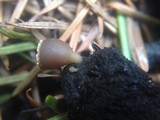 Geopyxis carbonaria image