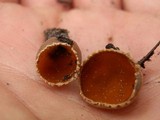 Geopyxis carbonaria image