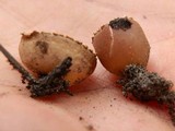 Geopyxis carbonaria image
