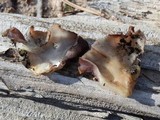 Peziza violacea image