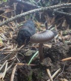 Myxomphalia maura image