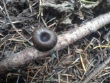 Myxomphalia maura image