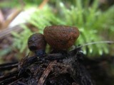 Plectania melastoma image