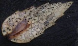 Coccomyces dentatus image