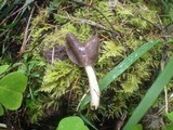 Helvella compressa image