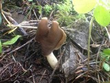 Helvella compressa image