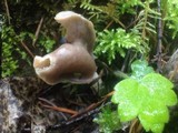 Helvella compressa image