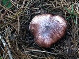 Hygrophorus purpurascens image