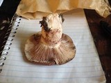 Hygrophorus purpurascens image