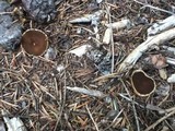 Gyromitra melaleucoides image