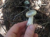 Tricholoma saponaceum image