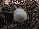 Tricholoma saponaceum image