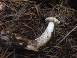 Tricholoma saponaceum image