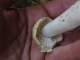Tricholoma saponaceum image