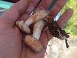 Tricholoma saponaceum image
