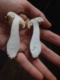 Tricholoma saponaceum image