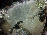 Diploschistes scruposus image