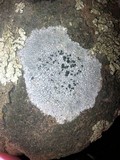 Lecidea tessellata image