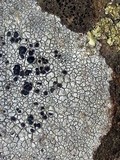 Lecidea tessellata image