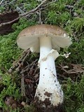 Amanita pantherinoides image