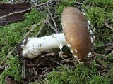 Amanita pantherinoides image