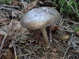 Pluteus primus image