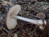 Pluteus primus image