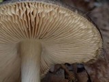 Pluteus primus image