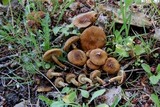 Inocybe dulcamara image