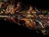 Exidia truncata image