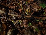 Exidia truncata image