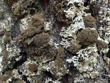 Lobaria amplissima image