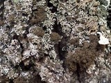 Lobaria amplissima image