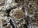 Lobaria amplissima image
