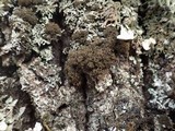 Lobaria amplissima image