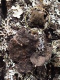 Lobaria amplissima image