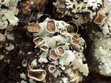 Lobaria amplissima image