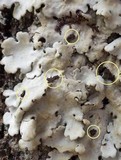 Lobaria amplissima image