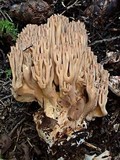 Ramaria marrii image