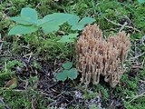 Ramaria marrii image