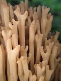 Ramaria marrii image