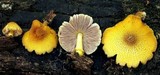 Pluteus mammillatus image