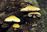 Pluteus mammillatus image