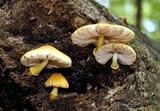 Pluteus mammillatus image